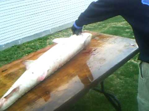 how to bleed out a sturgeon