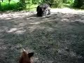 Pumah vs Vildsvin