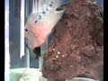 Flowerhorn vs Texas cichlid Flowerhorn vs Texas cichlid