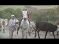 il y a encore beaucoup de chevaux en roumanie... il faut vite profiter d'une ambiance qui va vite disparaitre...