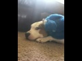videos de Jade and monkey