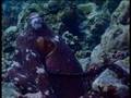 Australia MARINE WORLD (39)
