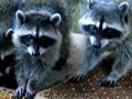 Racoons