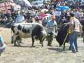 MURGUL , Özmal Köyü Boğa Güreşi 2007