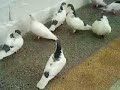 Pllumat e Gj`AKOVES