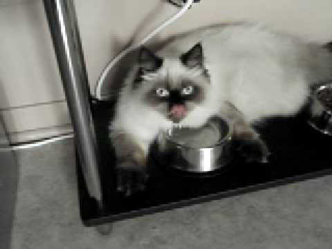 My himalayan cat have a drinking problem.