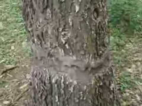 how to to kill a tree