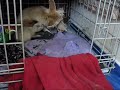 fox kits April 29 2008