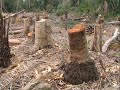 Desertification