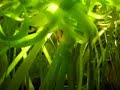 Kew Gardens Fish 2