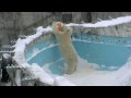 ごろごろ遊ぶホッキョクグマ