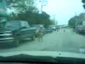 manada de perros calientes