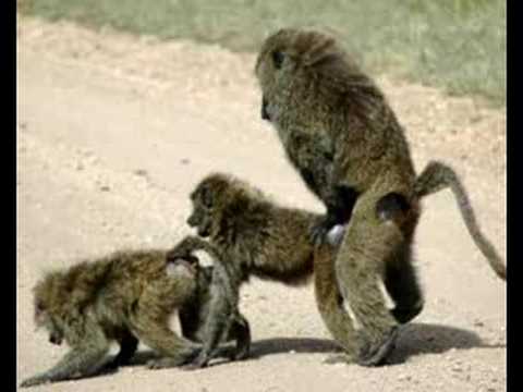 סקס עם חיות - The sex of animals.