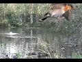 Swallow On Pond Animation Test Swallow On Pond Animation Test