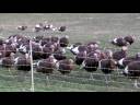 The Turkey - An Apprecation