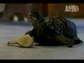 Cute Turtle Eating a Banana