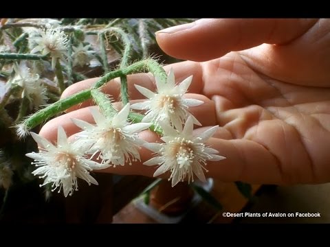how to care for rhipsalis