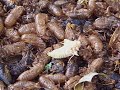 cicadas 2008!!!