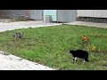 Duelo "western" entre gato y perro