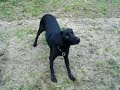 Hundetraining