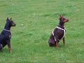Siska & Vicky beim Dobi-Treff Siska & Vicky beim Dobi-Treff