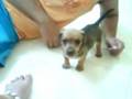 videos de Filhote dashund Liza, jubs e pablo
