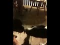 The boys playing tug o' war