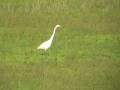 videos de airone bianco a caccia