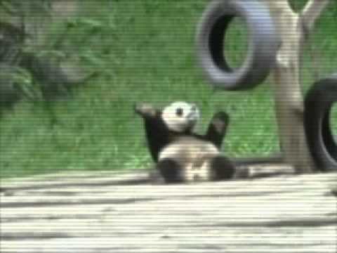 Oso bailando