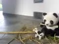 Sneezing Panda reloaded Sneezing Panda reloaded