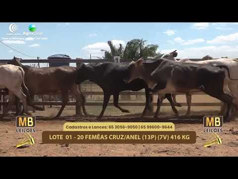 517 LEILO VIRTUAL MB LEILES