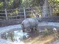 rhino pissing