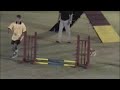 Lucy USDAA Speed Jumping Finals