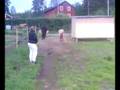 Islandsvallack och shettishingst