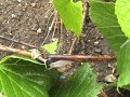 I' RIST' , termine dialettale usato per nominare le spighe di grano. Con questo mini-documentario incentrato sulla figura di Michele Sacco ,un vecchio poeta vernacolare di Cerignola immerso in estive scenografie di distesi campi di grano, i due registi trentenni si ritrovano a miscelare immagini analogiche con altre digitali, in una sorta di esperimento visivo. L'intento è quello di massimizzare le differenze tecnologiche e percettive delle immagini, in modo quasi confuso e con un montaggio volutamente sporco, come metafora e al tempo stesso sintomo di una crisi che attraversa l'uomo medio di questi nostri anni zero imbastardito da una cultura meticcia che però spesso dimentiche le proprie umili origini. Infatti, le immagini di una vecchia masseria abbandonata e deturpata, si intrecciano con mietitrebbie moderne, che lasciano poco spazio a quei ricordi che il poeta cerignolano narra, ma esaltano l'imborghesimento di una agricoltura sempre più rivolta verso un'industrializzazione del lavoro. La Cerignola che racconta Michele Sacco è quella che ha visto le rivolte dei contadini , ha visto nascere e crescere il culto di Di Vittorio, l'uomo che ha sintetizzato nella sua stessa figura simbolica l'intera classe bracciantile, è la Cerignola oggi apparentemente nascosta, che nessuno più interroga e provoca al racconto di sé, che rischia così di perdere memoria e coscienza di un itinerario durato più di un secolo e che ha formato, insieme alle storie di altri paesi, anche buona parte della storia d'Italia. Così, nella fantasia dei due giovani registi, un uomo che si perde tra distese di grano rimanda a quella bucolica idea del contadino solitario nel mondo in diretto rapporto con la terra, idea tanto romantica quanto sbiadita. L'universo contadino nei versi del poeta social-popolare si riflette con la sua duplice dimensione reale e mitica, con ispirazioni genuine ed autoctone, rivendicando il valore sociale e culturale dell'autore singolo e contadino.