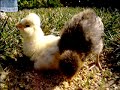 chicks chicks