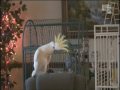 Snowball (TM) on Animal Planets Most Outrageous Animals