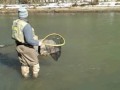 18 Mile Creek Steelhead Caught in Mouth