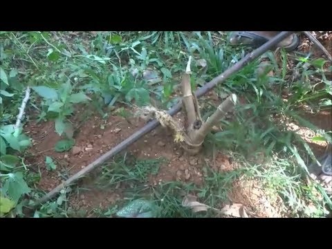 how to harvest tapioca
