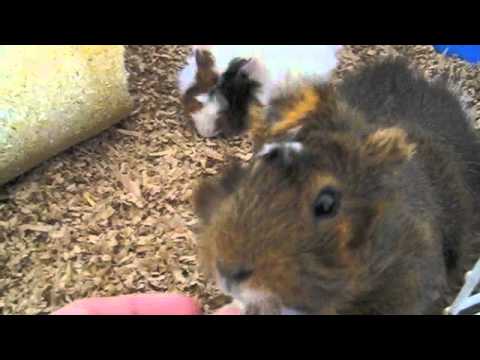 video-linktoworks-How to Tame your Guinea Pig