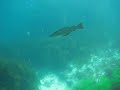 Pollock, Porthcurno