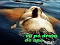 de-ai-sa-vii-iubire