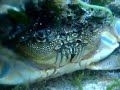 kizgin pavurya....hermit crab