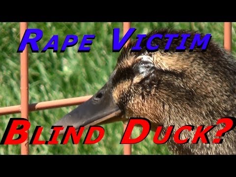 how to take care of a duck egg