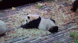 Chengdu Panda Base
