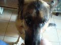 Ammaestrando il mio cane ... xD Ammaestrando il mio cane ... xD
