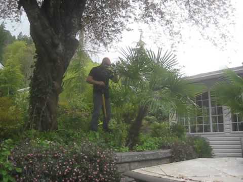 how to dig up a palm tree and replant