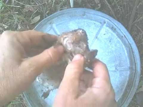 Homemade Gopher Trap