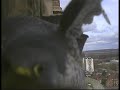 2008 Derby Peregrine Falcon (4) - Too Close for Comfort