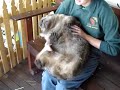 Wombat ウォンバット
